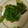 ヨシヨッシー's cooksnap of when they made あと一品！さやえんどうのバター醤油炒め.