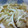 ねこ神様's cooksnap of when they made お腹に優しいなめことエノキのみぞれ和え.