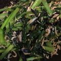 えんそく's cooksnap of when they made 簡単、適当!しらす、ひじきと小松菜炒め.