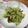 ペコちゃん0626's cooksnap of when they made ☆塩昆布れたす☆ごま油さらだ☆♪.