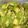 クックZV4IIE☆'s cooksnap of when they made オクラのごま和え.