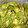クックZV4IIE☆'s cooksnap of when they made オクラのごま和え.