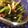 chibikom's cooksnap of when they made 俺流！めっちゃ美味い…小松菜の坦々和え.