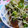 ピンクのたまご's cooksnap of when they made うなぎミョウガ丼.