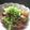 野菜のはたけ's cooksnap of when they made つぼみ丸のスジコン煮込み.