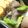 クック7KG38C☆'s cooksnap of when they made お弁当に！アスパラきのこのおかマヨ炒め♪.