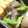 クック7KG38C☆'s cooksnap of when they made お弁当に！アスパラきのこのおかマヨ炒め♪.