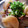 42nd wave's cooksnap of when they made とろとろ大根と牛肉の薬膳風甘酢煮.
