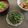 めい太＆ぽこ太's cooksnap of when they made 【ママの味】ほうれん草のごま和え.