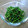 osenoriri's cooksnap of when they made おかひじきのゴマ和え.