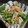 はっしぃ's cooksnap of when they made ささみのオクラ和え.