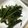 ばむむ's cooksnap of when they made 空芯菜炒め.