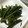ばむむ's cooksnap of when they made 空芯菜炒め.