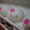 るんるんテンテン's cooksnap of when they made ☆ＥＣＯ！！たまごの保存☆.