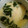 ♡maimai's cooksnap of when they made カニとほうれん草の茶碗蒸し.