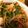 07moe's cooksnap of when they made しらたきチャプチェ.