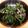 aikokoa's cooksnap of when they made 金時草の酢の物.