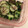 ☆hironon☆'s cooksnap of when they made きゅうりのゆかり和え＊.
