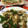 リラシャン's cooksnap of when they made ナスとﾋﾟーマンのおかか炒め.