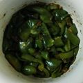 きなこモッチい's cooksnap of when they made お弁当に♪レンジでピーマンおかか和え.