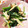 saonyaaan's cooksnap of when they made 簡単おつまみ♪エリンギと小松菜の中華炒め.