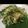 みのるぽん's cooksnap of when they made くらげ・クリチ・貝割れの和え物.