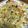 クックVI4VLM☆'s cooksnap of when they made キャベツ炒め（その１：ベーコンとともに）.