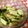 クックVNSB48☆'s cooksnap of when they made たたきキュウリ.
