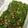 to22by's cooksnap of when they made エゴマの葉 ケッパリ.