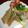ましゃましゃお's cooksnap of when they made ブロックハムを使ってチーズと大葉の春巻き.