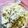 クックA3XESC☆'s cooksnap of when they made キャベツとツナのカラシマヨネーズ和え.