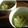 ＋mikazuki's cooksnap of when they made 簡単！塩キャベツ.