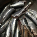 しずかずし's cooksnap of when they made いわしの手開きの仕方.