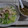 *mocomoco*'s cooksnap of when they made 茹できゃべつとささみのネギソースがけ.