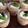イシス女神's cooksnap of when they made １０分で大人のほろ苦コーヒープリン♪.