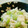 あかりのパパ's cooksnap of when they made 豆腐と枝豆の白和え.