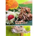 みぃーーみ☆'s cooksnap of when they made 揚げ蓮根・揚げごぼうで☆グリーンサラダ.