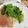 くりりん♪'s cooksnap of when they made 桃と生ハムの冷たいパスタ.