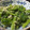 yurippii's cooksnap of when they made つるむらさきとシラスの簡単すり胡麻炒め♪.