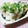 ねっちゃんっ's cooksnap of when they made ささみの濃厚ごまだれ和えで☆サラダ春巻き.
