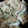 azalea5959's cooksnap of when they made 我が家の焼売.