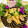 makichihua's cooksnap of when they made マッシュルームと青梗菜のオイスター炒め.