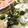 mi◎kitchen's cooksnap of when they made 酢の物用　合わせ酢.