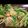 しょー優's cooksnap of when they made 豚肉の冷しゃぶサラダ 具沢山.