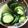 csunburst's cooksnap of when they made 大量消費も☆きゅうりのさっぱりわさび漬け.