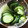 csunburst's cooksnap of when they made 大量消費も☆きゅうりのさっぱりわさび漬け.