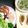 food town's cooksnap of when they made 2種のタレde生春巻き♪.