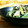 yangpa's cooksnap of when they made つるむらさきのマヨクミン炒め.