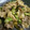 料理作造's cooksnap of when they made ぱぱっと！豚肉と茄子とオクラ炒め.
