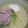 shizuとreo's cooksnap of when they made 豚肉と豆苗の生姜焼き風塩とんこつラーメン.